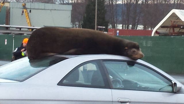 Whidbey Island sea lion finds unique napping spot
