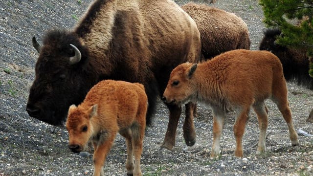 Woman, 72, gored by bison at Yellowstone National Park after getting close to take photos