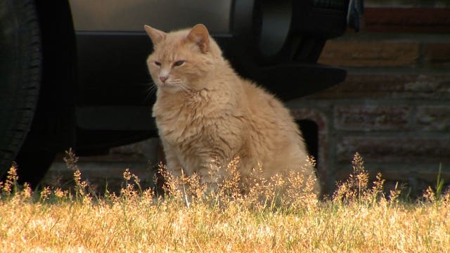 'They’re sickos:' Neighbors worry for pets as cat mutilations continue in South Sound
