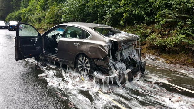 Eww! Truck carrying eels overturns on Highway 101 in Oregon