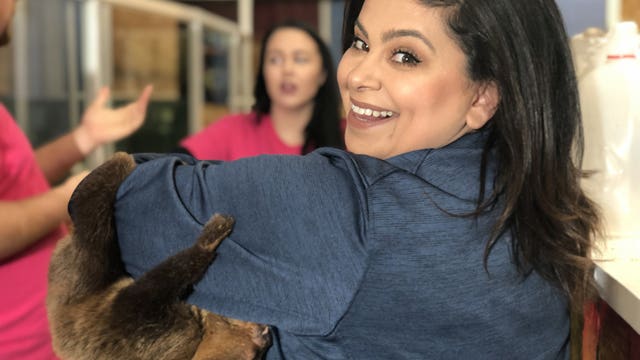 Sloths, otters, kangaroos and more living together in Tacoma petting zoo