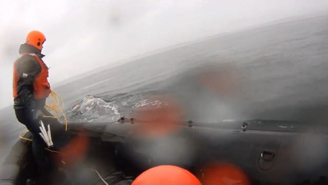 Responders asking for public's help to find entangled gray whale in Puget Sound