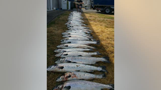 Legislature passes, sends governor bill to phase out Atlantic salmon farming in Washington