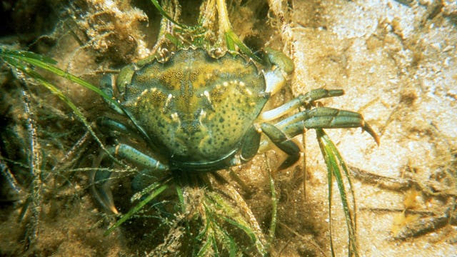New population of invasive green crabs found in Washington