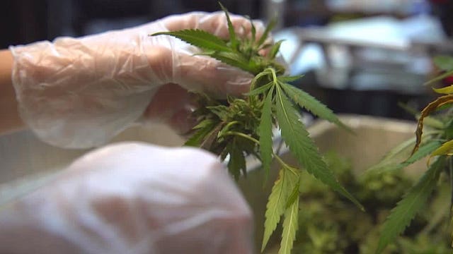 'Trimmigrants' swell city's population during marijuana harvest season