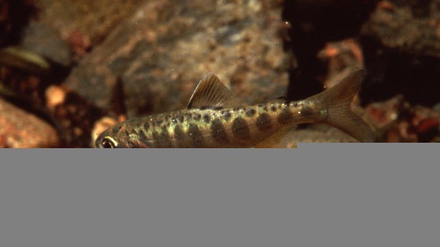 Fentanyl-related overdose deaths up 70 percent from last year in Washington