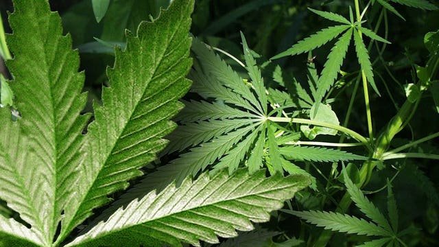 Washington marijuana trimmers use tiny scissors but eye big careers