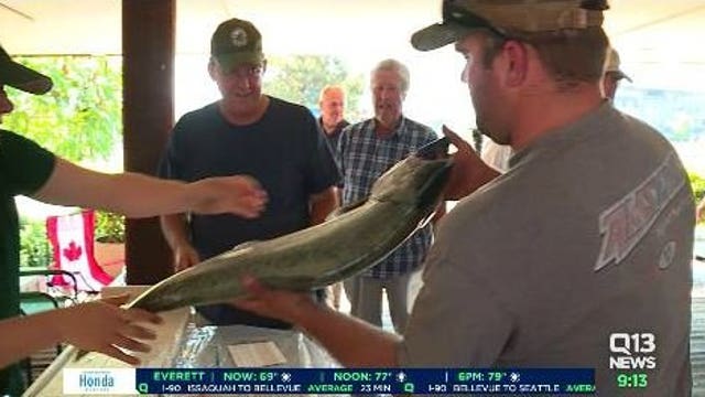 Bellingham fishing derby forced to evolve with increasing shortage of salmon