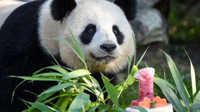 Bring on the cake: France's baby panda has his 1st birthday