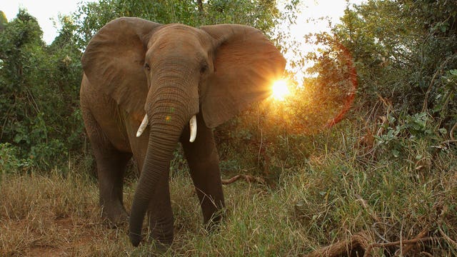 Trump administration once again lifts elephant trophy ban