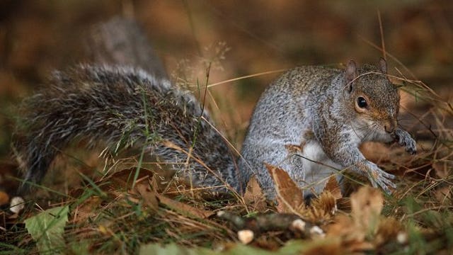 Hunter who died of rare disorder may have eaten squirrel brains, doctors say