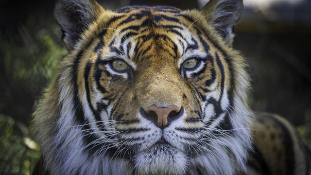 Tiger at NYC's Bronx Zoo tests positive for coronavirus