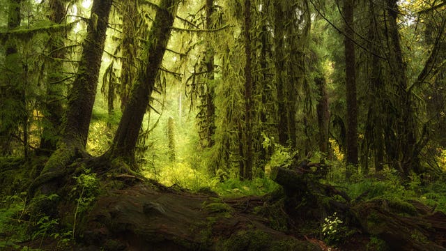 Spokane family harassed, stranded on Olympic Peninsula after locals accuse them of Antifa affiliation