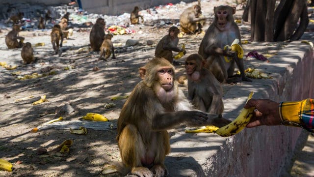 WWF report: Pandemics like COVID-19 are the result of humanity’s destruction of nature