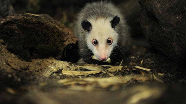 Opossum breaks into liquor store and gets drunk as a skunk