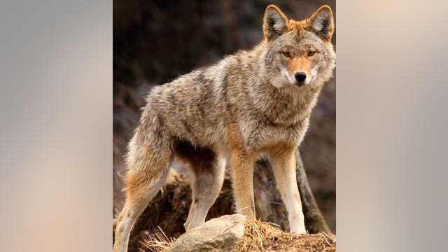 Mom accidentally shoots 9-year-old in Pierce County while trying to flee coyotes