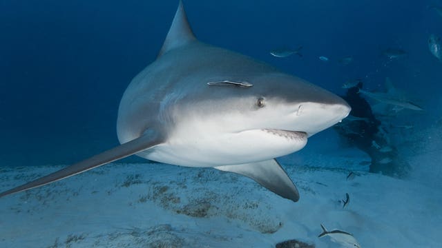 17-year-old girl punches shark to escape attack