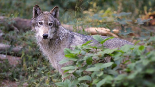Washington's wolf population surge slows, worrying advocates