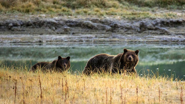 Decision on grizzlies delayed; 100+ killed over 2 years
