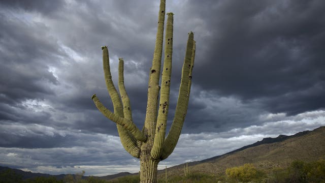 Tucson's giant cactus gift rejected by Amazon in bid for HQ