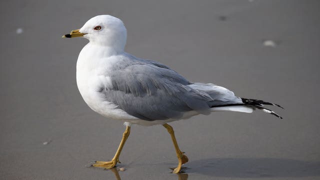 Decades-long study on West Coast seabirds reveals an alarming trend
