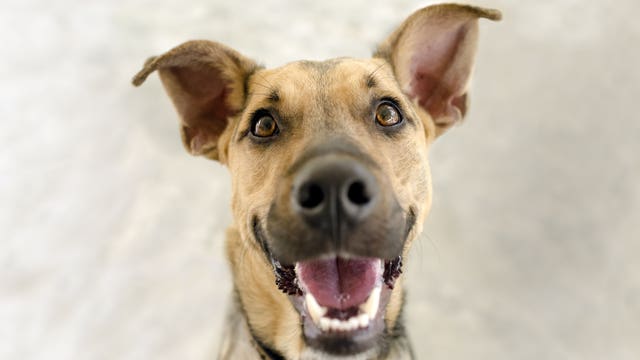 Good news for Washington dogs! Senate passes new humane treatment bill
