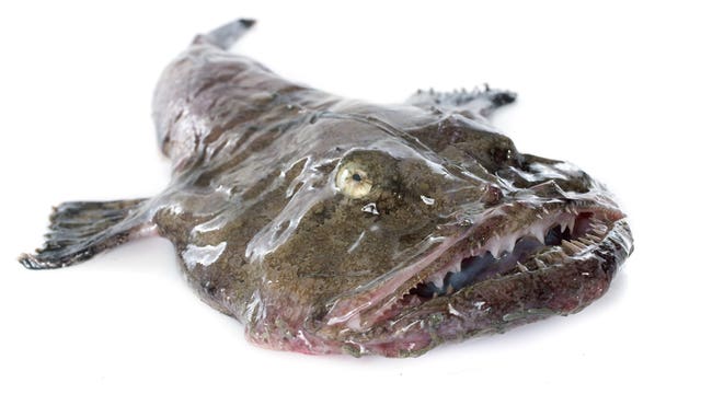 Ugly delicacy? Regulators want you to eat more Monkfish
