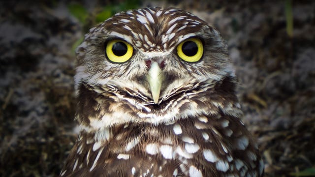 Hoo is next? Man says he's latest victim of owls in Georgia
