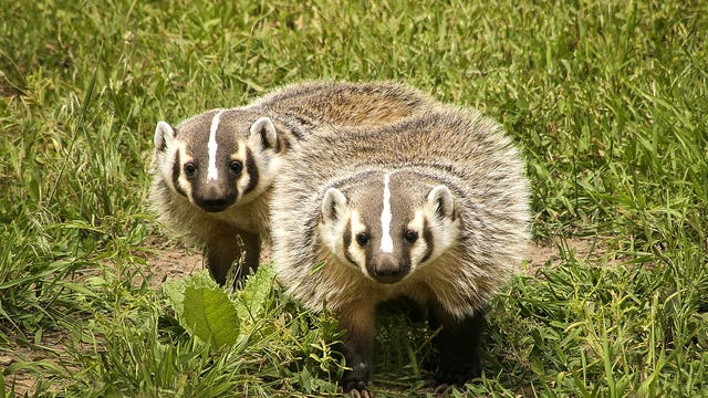 Badgers threaten Oregon dam's safety
