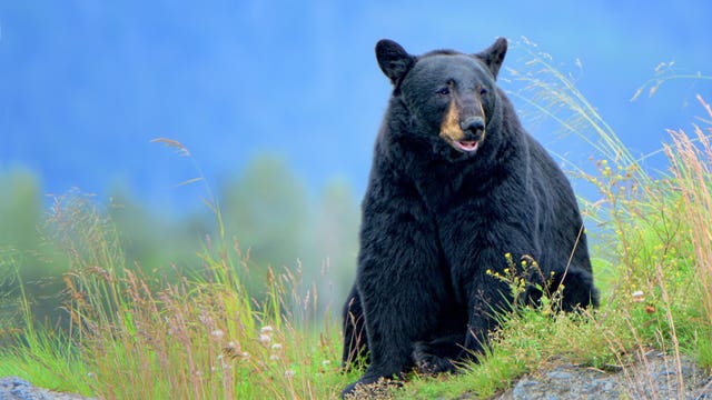 Colorado man fined $1K for repeatedly feeding bears