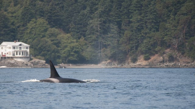 Navy to expand sonar, other training off Northwest coast