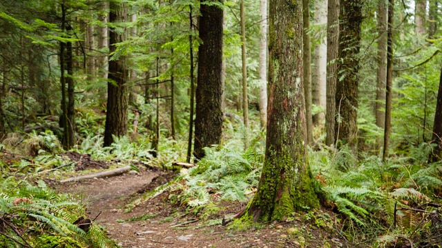 Tiger Mountain Summit trailhead to close for renovations starting in June