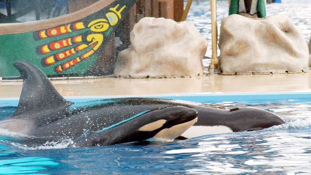 Scientists bemoan SeaWorld decision to stop breeding orcas