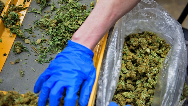 White House hints at recreational marijuana crackdown