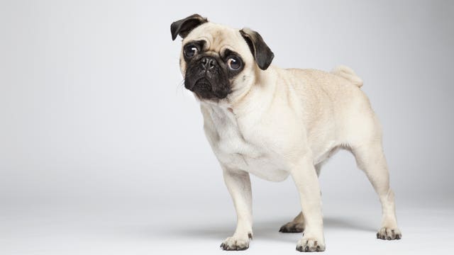 Coronavirus infects North Carolina pug