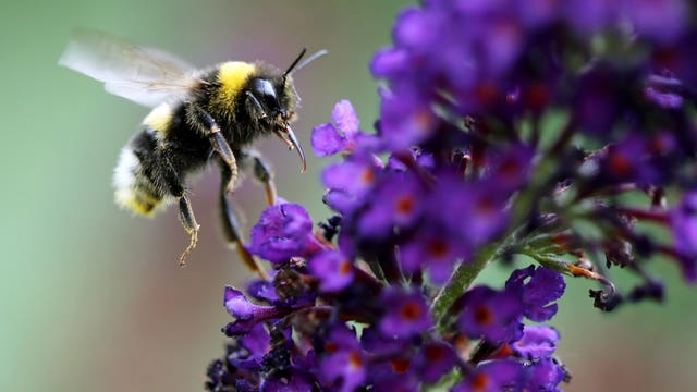 PNW bumblebees in trouble: 'the little guys that make the world go around'
