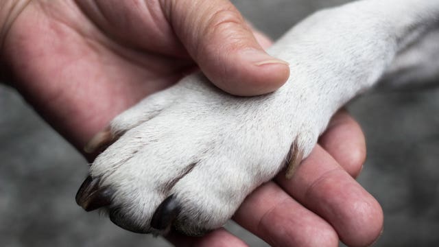 People are dressing up their pets as service dogs, but a new bill would make it illegal