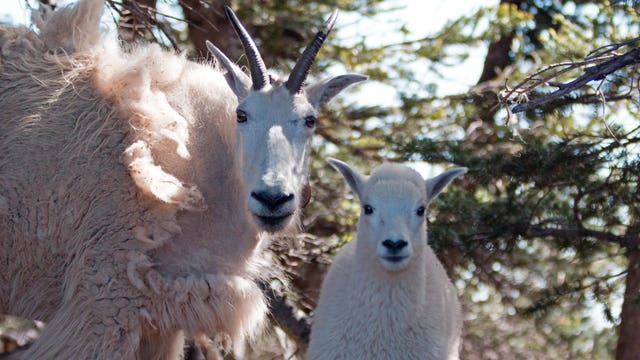 Plan to remove goats from Olympics could begin this summer