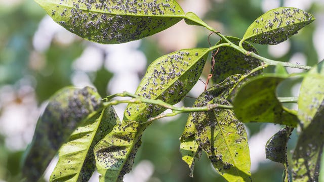 Global warming could spur more and hungrier crop-eating bugs