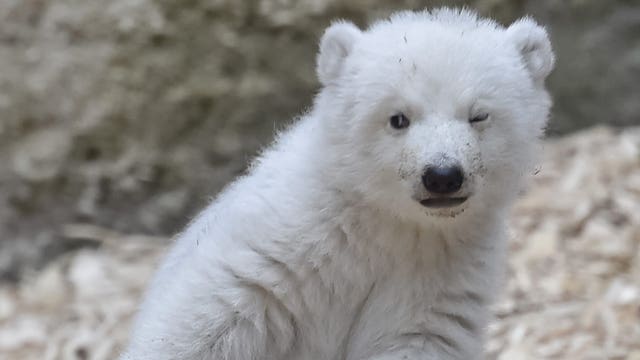 Winking polar bear cub makes her first public appearance at Munich zoo