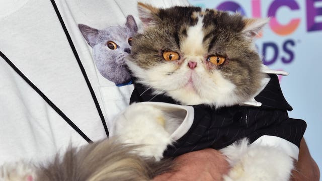 Study shows the paw-sitive effects of watching cat videos