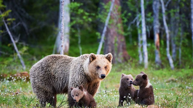 NRA says grizzly bear hunts needed for safety