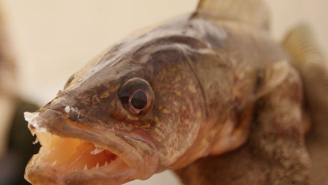 Bass, walleye 'invasive' fish? Potential recommendation would reclassify some sport fish, eliminate catch limits