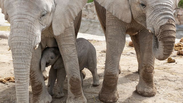 Trump delays new policy on importing parts of elephants shot for sport