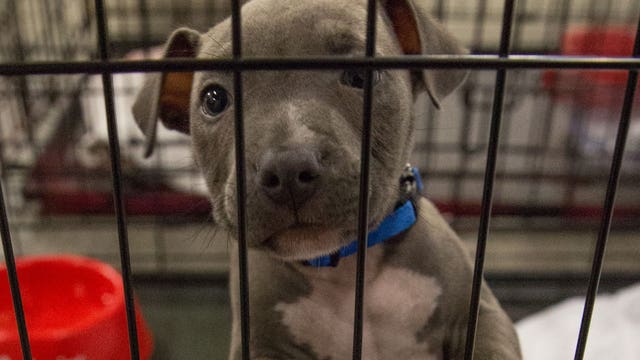 Seattle Humane plans to take in 300 pets from Texas animal shelters
