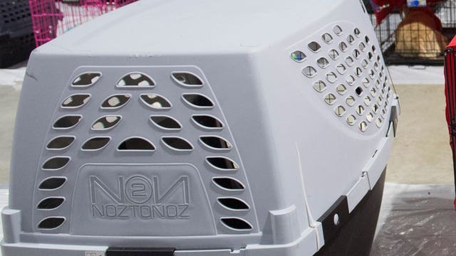 5-year-old bitten in face by pit bull at Portland airport