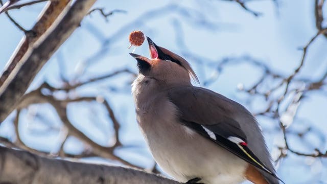 Drunk, confused birds in Minnesota town prompt police statement