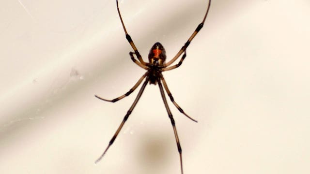 Eek! Non-native venomous spider found living in Oregon
