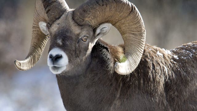 Harsh winter took heavy toll on wildlife across western US