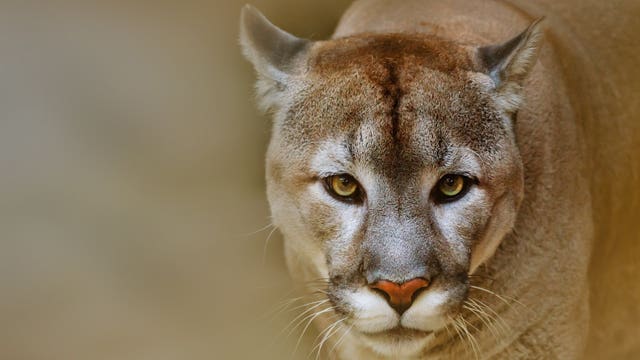 Western Oregon town troubled by growing cougar population